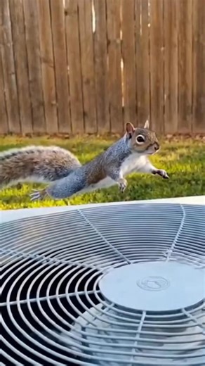 This Squirrel Just Defied Gravity — And It’s Hilarious! #squirrel #viral #Amazing #usa | NextGen Miller