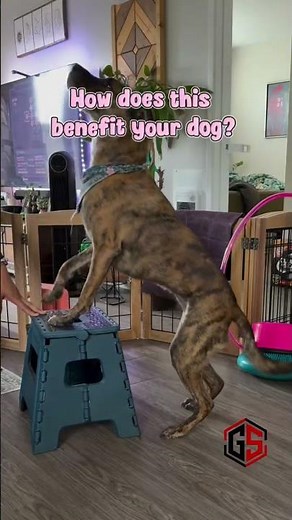 How To Strengthen Your Dog’s Hind Legs