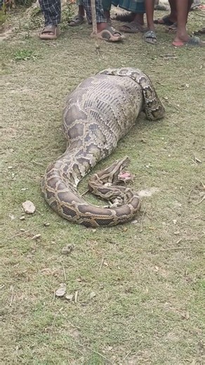 A giant python swallowed an entire goat! 😱