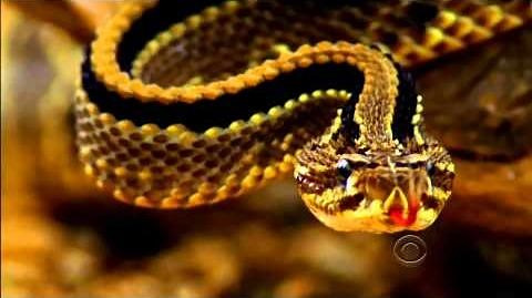 Survivor Nicaragua intro