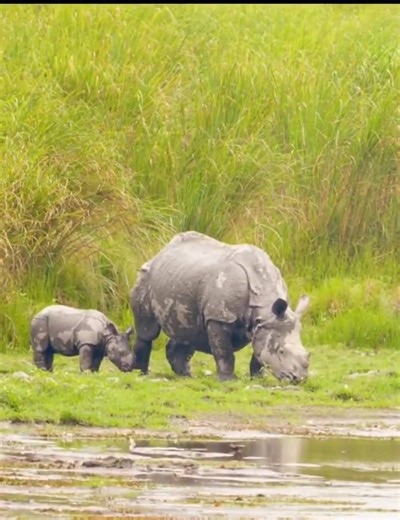 1.4K views · 19 reactions |  On World Tourism Day, we celebrate Assam — where traditions meet modernity, and nature walks hand in hand with progress. From misty hills to mighty rivers, from heritage to hospitality, Assam offers an experience like no other. Our true strength lies in our unmatched natural treasures — a wealth that even Zubeen da cherished and proudly called alive and thriving. #WorldTourismDay #AmazingAssam #bharat | The Northeast Dialogue | Facebook