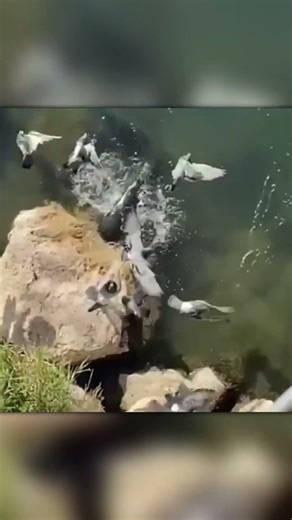Catfish Hunts Pigeons?! This Looks Like a Glitch in Nature