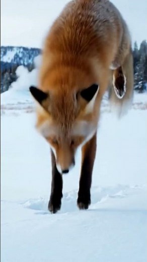 This Fox Uses Earth's Magnetic Field to Hunt Under 3 Feet of Snow 🦊