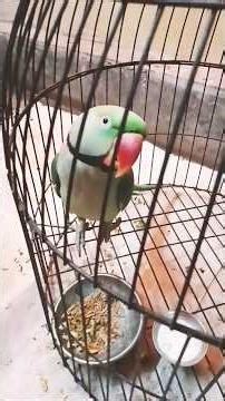 Mithur Kotha Bola❤️🦜#shorts #shortsvideo #youtubeshorts #mithu#katha#viralvideo