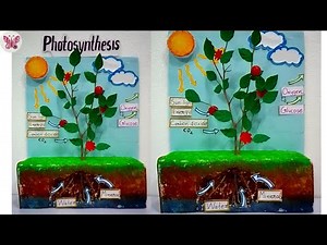 Photosynthesis 3D Working Model | Easy Science Project for School