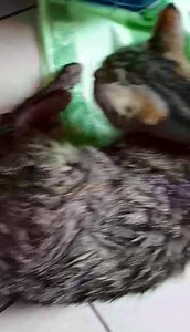 56K views · 10K reactions | Tinkabell had every reason to fight for...