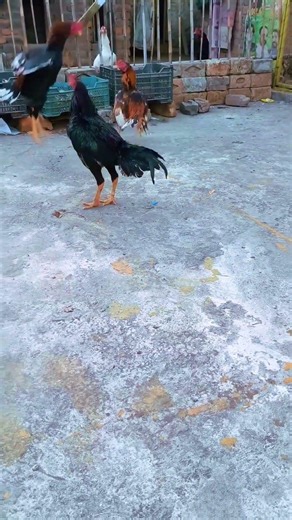 aseel murga high quality aseel rooster 1 subscribe 1 share 1 like #aseelmurga #aseel #mushkaaseel