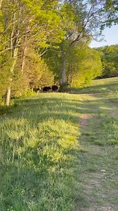 Our Annual Spring Move to the back pastures. Most of the Mommas have weaned their babies. Fresh high Grass and large pond!! Life is good!! Enjoy your week. And let us know Whose your favorite Bovine, Canine,Equine or Human here on the farm 🤣 | Running Springs QH & Cattle Co