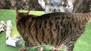 Warlord Titan Meets Kitty Cat. Tutorials on the way soon for this monster. Thanks for supporting what we do here https://www.patreon.com/spikeybits | Spikey Bits