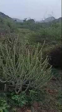 #The lion documentay in hindi!! Discovery animals!!