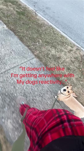 Understanding Dog Reactivity in Corgis: Training Tips