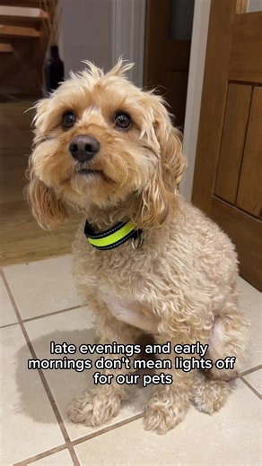 Dark nights energetic dog = stress 😬 Glow in the dark gear = peace of mind 💡🐾 Shop now from Pet Drugs Online