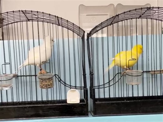 2025 buff and white fife canary hens. | Phil Warne "The Cotswold line of Fife Canaries"