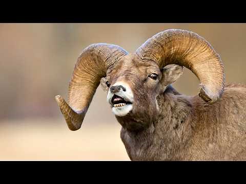 Bighorn Sheep: Habitat and Surviving Tactics in Harsh Landscapes of Mountain Sheep's