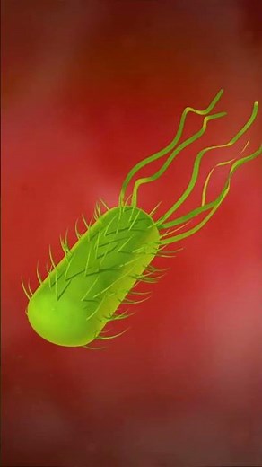 3D animation of the Helicobacter pylori