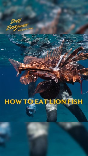 25K views · 143 reactions | How to eat a lion fish | Daniel Mann - Dive Everywhere | Facebook