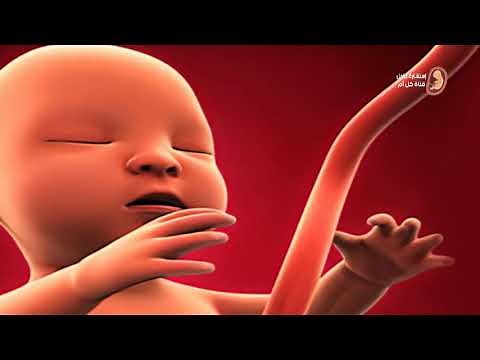 كيف يكون شكل الجنين فى الأسبوع السابع والثلاثين من الحمل ؟