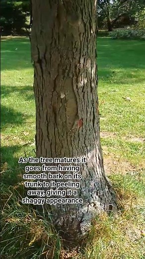 Why is a shagbark hickory called a shagbark?!