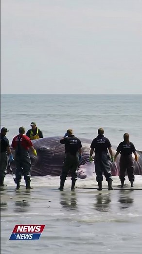 Ever wondered what happens to a beached whale? #science
