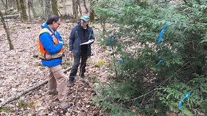 Researchers at WCU study how a beetle might be able to fight woolly adelgid, save hemlocks