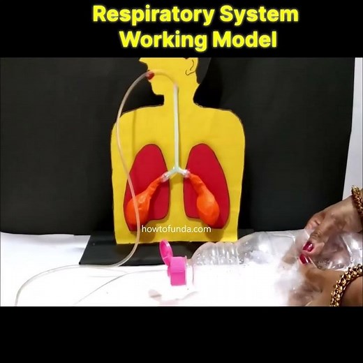 respiratory system working model for science project exhibition - diy - howtofunda