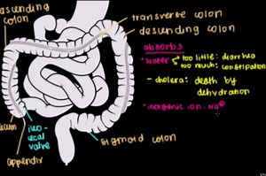 Colon, rectum, and anus