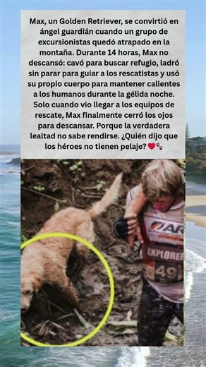 Max, el Héroe de Cuatro Patas: 14 Horas de Lealtad Pura