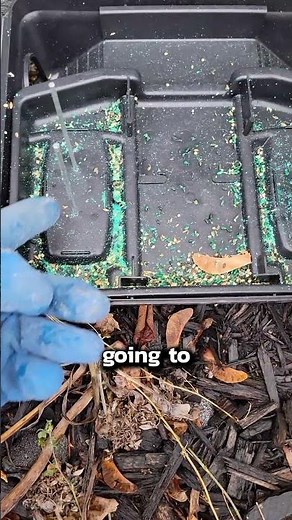 How to Protect Your Lawn from Voles!