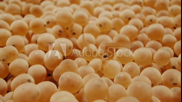 Trout/salmon eggs as eyed eggs, and are in the process of hatching. Footage from a fish farm.