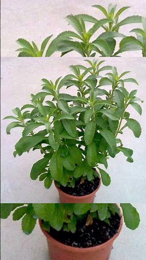 STEVIA PLANT PRICE best for organic tea