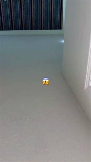 The wall walker #huh #helpmemakethismakesense #funny #idk