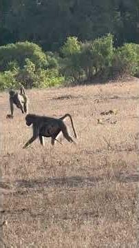 Wild Safari Baboons - Botswana "Troop"