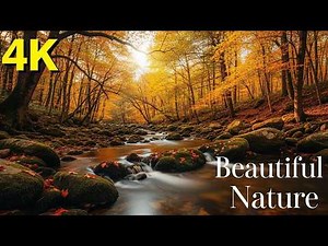 🌧️ 40 Minute Study Timer: Heavy Rain & Thunder for Deep Focus 📚| Beautiful Nature