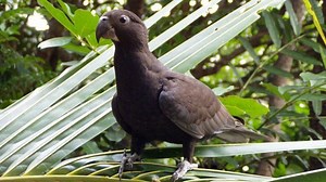 Parrot Uses Pebbles To Grind Seashells To Get Essential Minerals