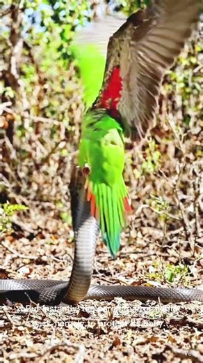 Cobra vs Parrot — Unexpected Attack on periot 😱🐍🦜