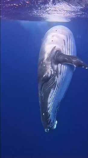 Whales: Giants of the Ocean #shorts #tamil #tamilvoiceover #twinfacts