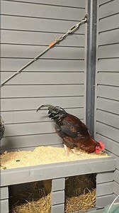 Pure Happiness! 🐓 Watch Our Chickens React to Their Brand‑New Nests!