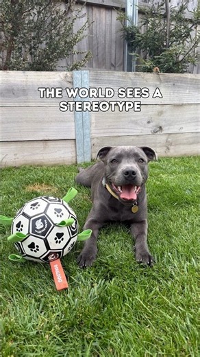 The world sees a stereotype. We see a best friend, a cuddle buddy, and a family member. #dog #staffy