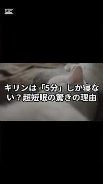 【衝撃】キリンは「5分」しか寝ない！？短眠すぎる驚きの理由。 #雑学 #プチ知識 #日常