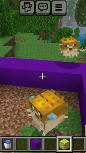 dancing with puffer fish