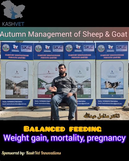 How to Boost Weight Gain, Cut Mortality & Prevent Diseases in Sheep & Goats during autumn! Expert insights by Dr. Muzamil Abdullah, Scientist (Livestock Management), one of India’s leading Sheep Experts. 👉 Listen, Share & Follow KashVet Innovations Private Limited, Skuast-K Start-Up for more updates on Scientific Sheep & Goat Management. | KashVet Innovations Private Limited, Skuast-K Start-Up