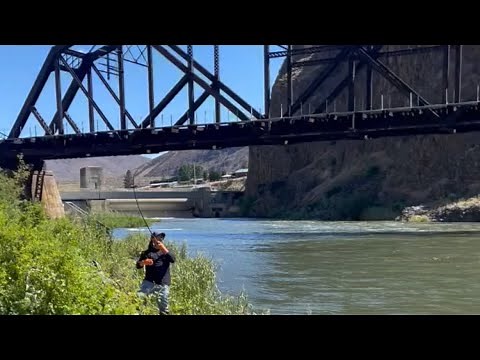 Yakima River Spring Salmon