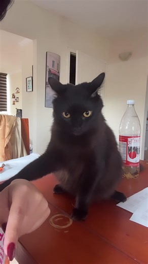 Gato Negro Mirando el Celular