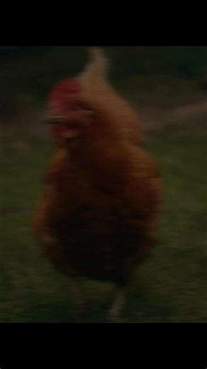 #Taiba_Farms #halal #meat | Taiba Farms