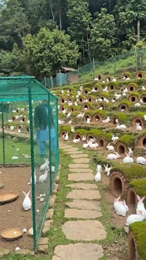 Rabbit Birth New lovely Baby #foryou #foryoupage #laxury #viral #foryou