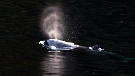 Baby orca swims free after weeks trapped in B.C. lagoon