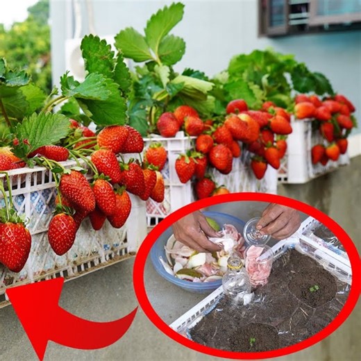 98K views · 572 reactions | Simple Techniques for Growing High-Yield Strawberries on Your Balcony | DIY Balcony Garden | Facebook