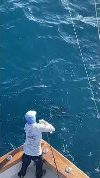 Fishing Gone Wild: Shark vs. Marlin in an Insane Showdown