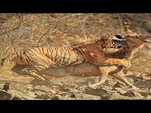 LA TIGRE A CACCIA - COMPILATION