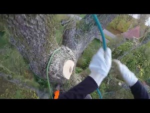 Démontage par rétention des branches d'un gros Frêne centenaire